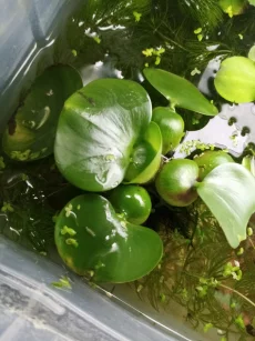 Водяной геацинт эйхорния