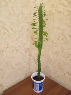 Молочай трехгранный