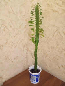 Молочай трехгранный