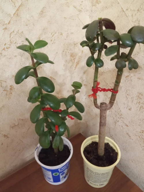 Денежное дерево (толстянка)