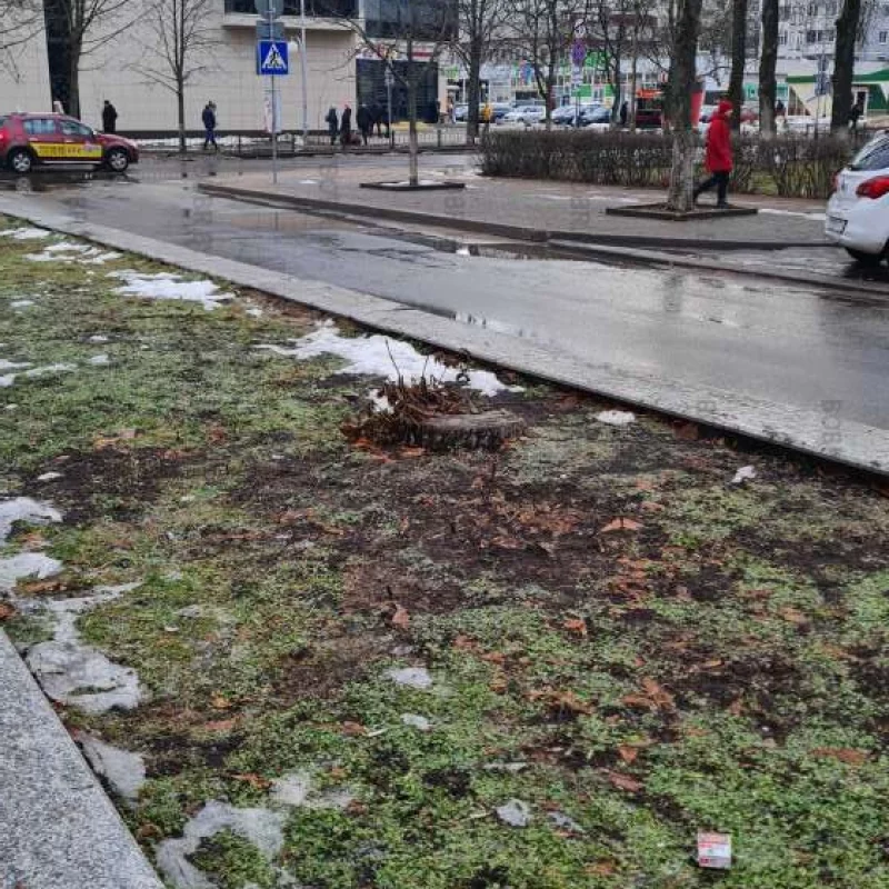 Дерево срубили , новое не посадили . А когда-то бобруйск был зеленым городом .