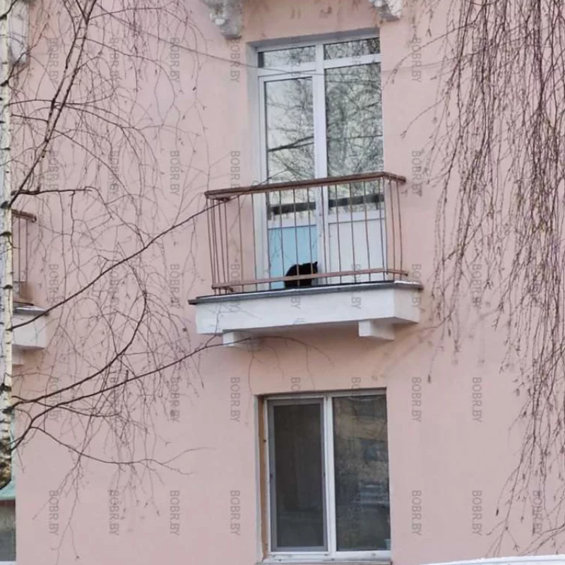 Котейка на выгуле