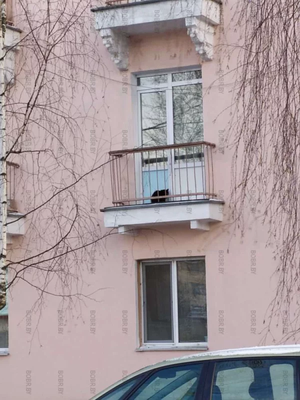 Котейка на выгуле