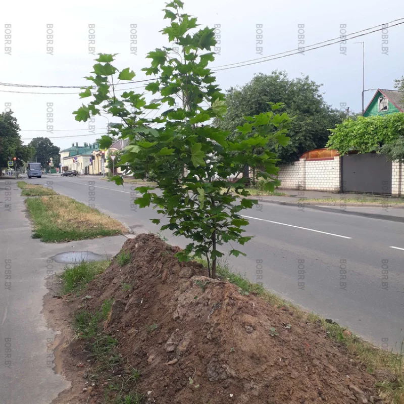 Городская экология дремлет