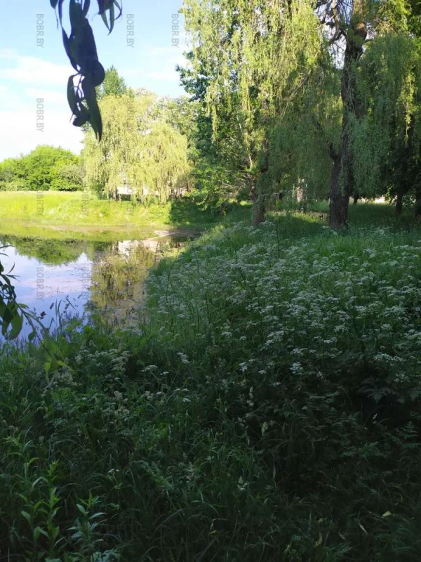Заросли