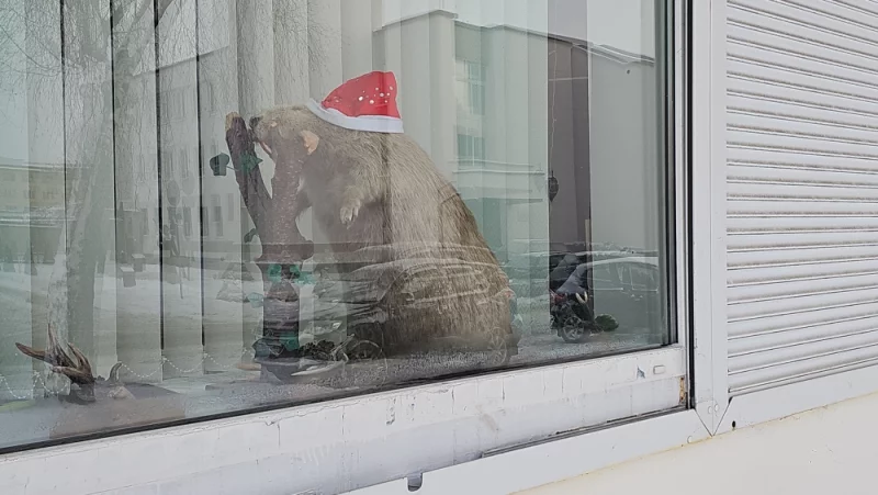 У бобров тоже праздничное настроение