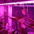 Фитосветильник 1.2 м, фитолампы для растений