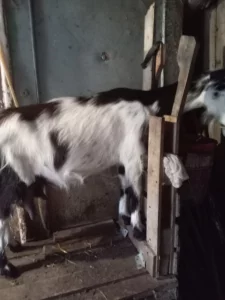 Дойные козы