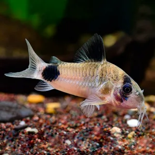 Коридорасы панда 6 р