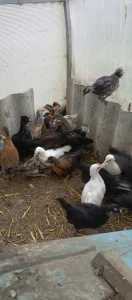 Цыплята из цветного яйца