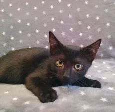 Котёнок Уголёк