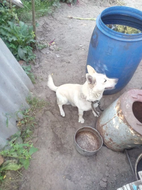 Отдам в хорошие руки собачек
