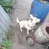 Отдам в хорошие руки собачек
