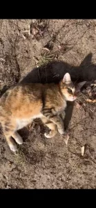 Ищет дом невероятно ласковая молоденькая кошечка