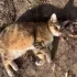 Ищет дом невероятно ласковая молоденькая кошечка