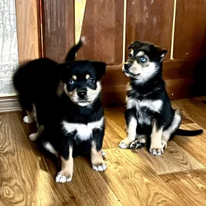 Щенки РОТСКИ порода 1.5 месяца