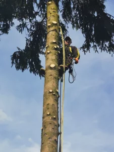 Спилить дерево