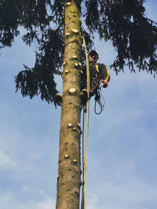 Спилить дерево