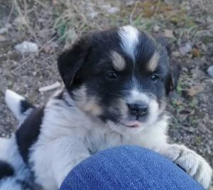 щенки ищут дом