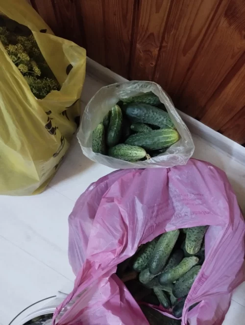 Огурцы грунтовые
