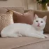 Ласковая кошечка Ласка