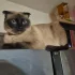 Пропала вислоухая сиамская кошка