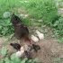 Цыплята