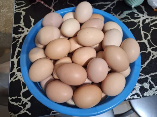 Продам куриные яйца