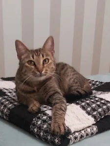 Бесплатно стерелизованая кошечка