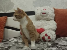 Котик ищет дом