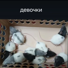 Крысята дамбо