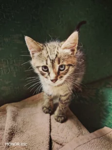 Котята в хорошие руки