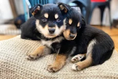 Щенки Ротски (Rottsky) hybrid 08/09