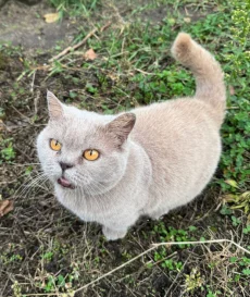 Отдадим в хорошие руки кошку