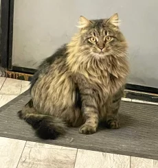 Крупный молодой котик ищет дом