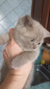 Шотландские лиловые котята