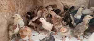 Цыплята смешанных мясо-яичных пород