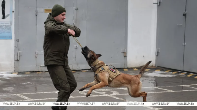 Здесь человек и собака понимают друг друга 