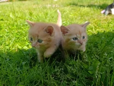 Котята