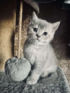 Котята породы шотландской вислоухой