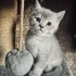 Котенок породы шотландской вислоухой