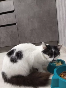 Найдена кошка