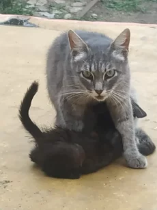Котики
