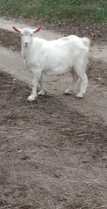 Безрогий козлик на племя