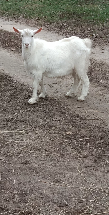 Безрогий козлик на племя