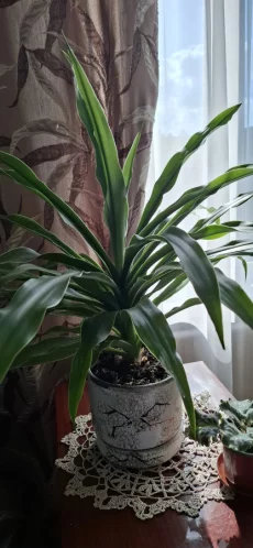 Растения.цветы.пальмы