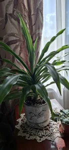 Растения.цветы.пальмы