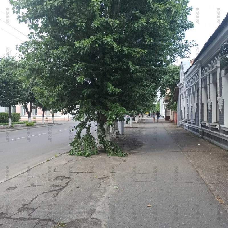 Сломанные ветви 