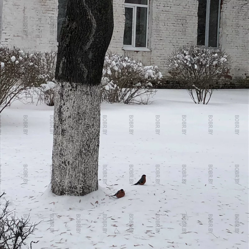 Снегири 