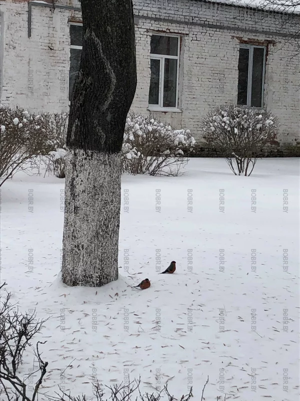 Снегири 